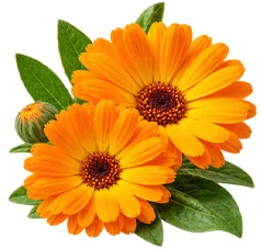 Kantarion (Hypericum Perforatum) u sastavu {{OFFER_NAME}}