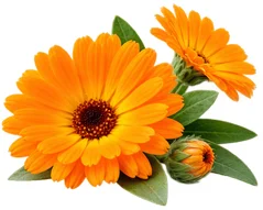 Kantarion (Hypericum Perforatum) u sastavu {{OFFER_NAME}}