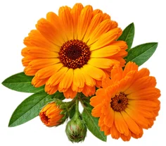 Kantarion (Hypericum Perforatum) u sastavu {{OFFER_NAME}}