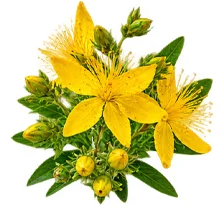 Kantarion (Hypericum Perforatum) u sastavu {{OFFER_NAME}}