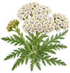 Meki parafin (Petrolatum) u sastavu {{OFFER_NAME}}
