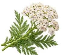 Meki parafin (Petrolatum) u sastavu {{OFFER_NAME}}