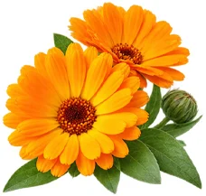 Meki parafin (Petrolatum) u sastavu {{OFFER_NAME}}
