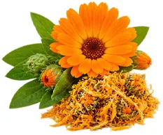 Meki parafin (Petrolatum) u sastavu {{OFFER_NAME}}