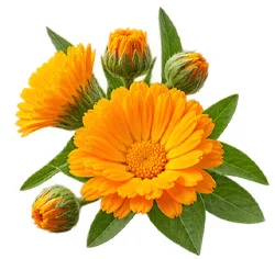 Neven (Calendula Officinalis) u sastavu {{OFFER_NAME}}