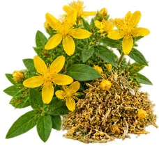 Neven (Calendula Officinalis) u sastavu {{OFFER_NAME}}