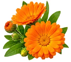 Neven (Calendula Officinalis) u sastavu {{OFFER_NAME}}