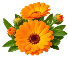 Neven (Calendula Officinalis) u sastavu {{OFFER_NAME}}
