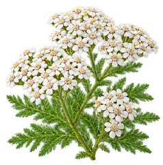 Obični stolisnik (Achillea Millefolium) u sastavu {{OFFER_NAME}}
