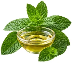 Obični stolisnik (Achillea Millefolium) u sastavu {{OFFER_NAME}}