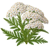 Pčelinji vosak (Cera Alba) u sastavu {{OFFER_NAME}}