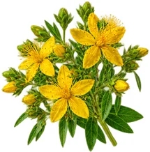 Tokoferol, vitamin E u sastavu {{OFFER_NAME}}