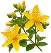 Tokoferol, vitamin E u sastavu {{OFFER_NAME}}
