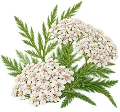 Tokoferol, vitamin E u sastavu {{OFFER_NAME}}