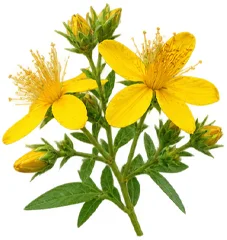 Ulje paprene metvice (Mentha Piperita) u sastavu {{OFFER_NAME}}