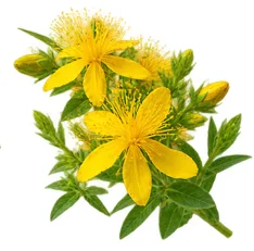 Ulje paprene metvice (Mentha Piperita) u sastavu {{OFFER_NAME}}