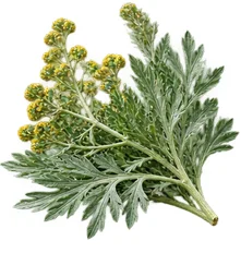 Ulje paprene metvice (Mentha Piperita) u sastavu {{OFFER_NAME}}
